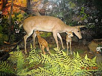 2009-PAStateMuseum-057.jpg