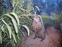 2009-PAStateMuseum-063.jpg