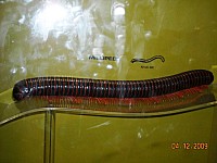 2009-PAStateMuseum-076.jpg