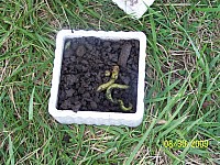 2009-ScoutPicnicGiffordPinchot-029.jpg