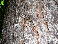 2009-GreatRendezvousShermansCreek-019.jpg