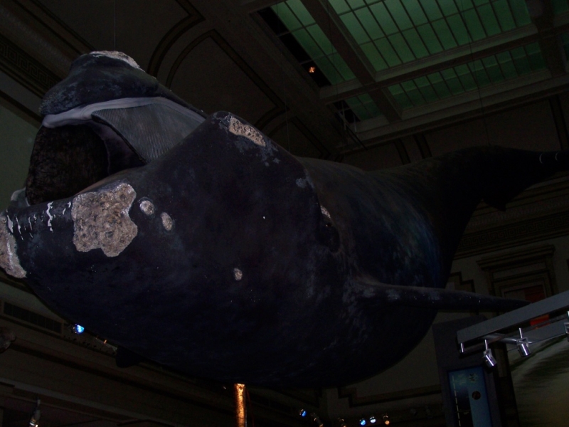 2010-01-ScoutDCMuseums-011.jpg