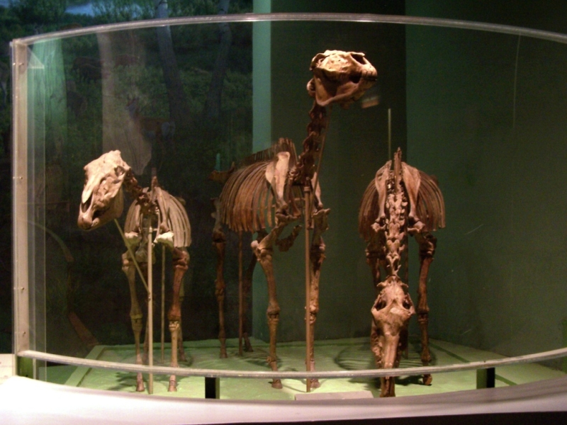 2010-01-ScoutDCMuseums-033.jpg