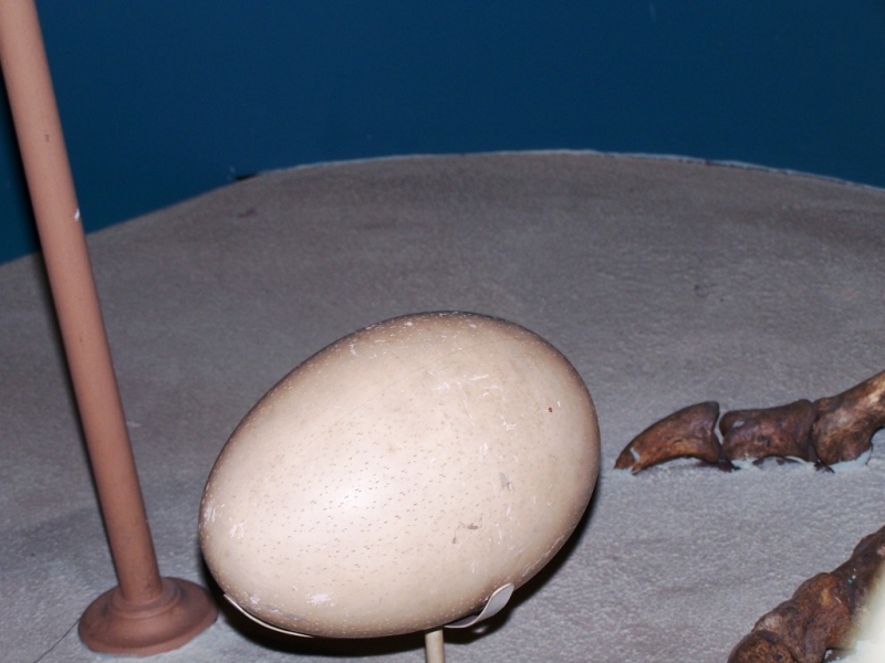 2010-01-ScoutDCMuseums-037.jpg