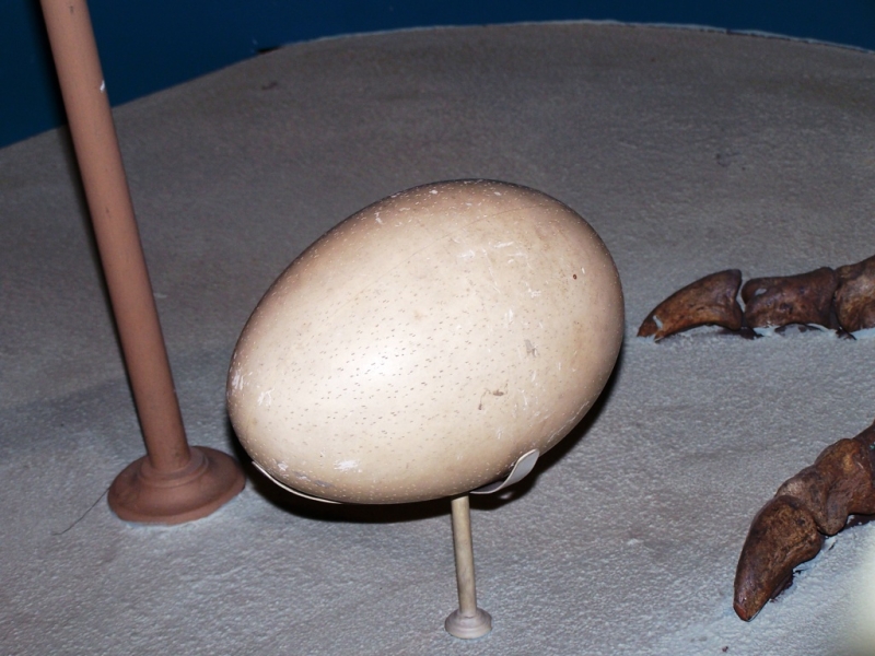 2010-01-ScoutDCMuseums-038.jpg