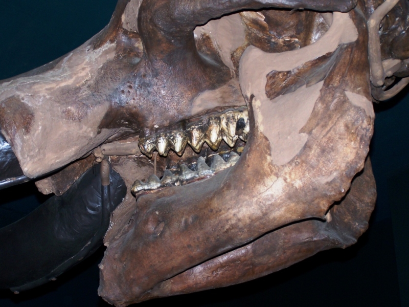 2010-01-ScoutDCMuseums-040.jpg