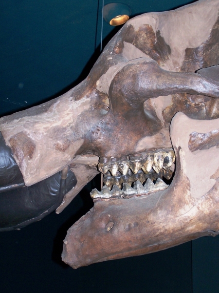 2010-01-ScoutDCMuseums-041.jpg