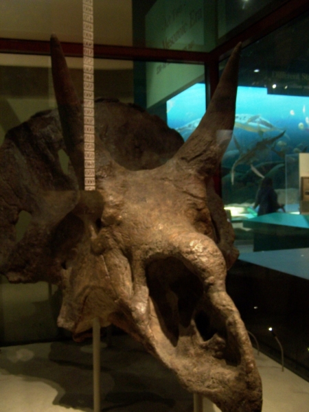 2010-01-ScoutDCMuseums-045.jpg