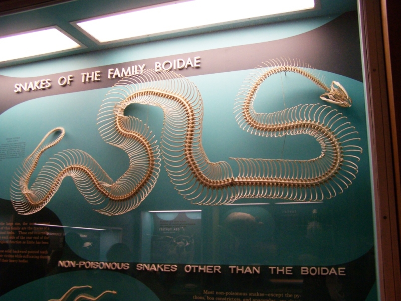2010-01-ScoutDCMuseums-071.jpg