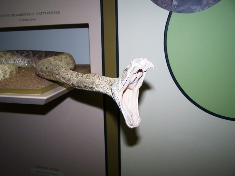 2010-01-ScoutDCMuseums-075.jpg