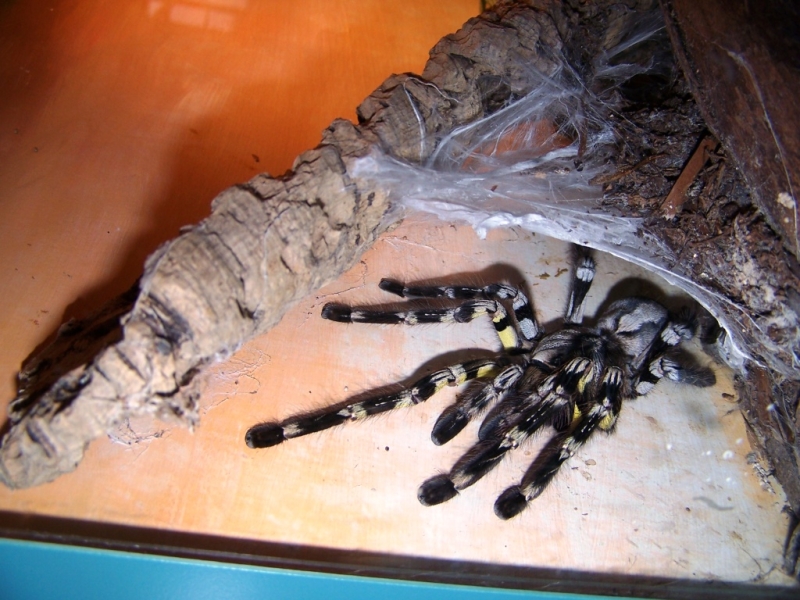 2010-01-ScoutDCMuseums-076.jpg