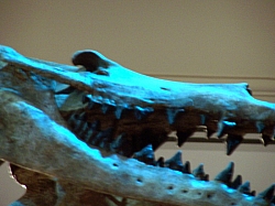 2010-01-ScoutDCMuseums-014.jpg