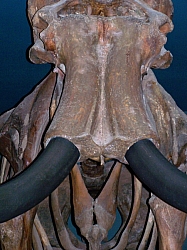 2010-01-ScoutDCMuseums-036.jpg