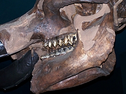 2010-01-ScoutDCMuseums-040.jpg