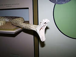 2010-01-ScoutDCMuseums-075.jpg