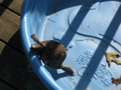 2010-07-31-ResidentCamp-037.jpg